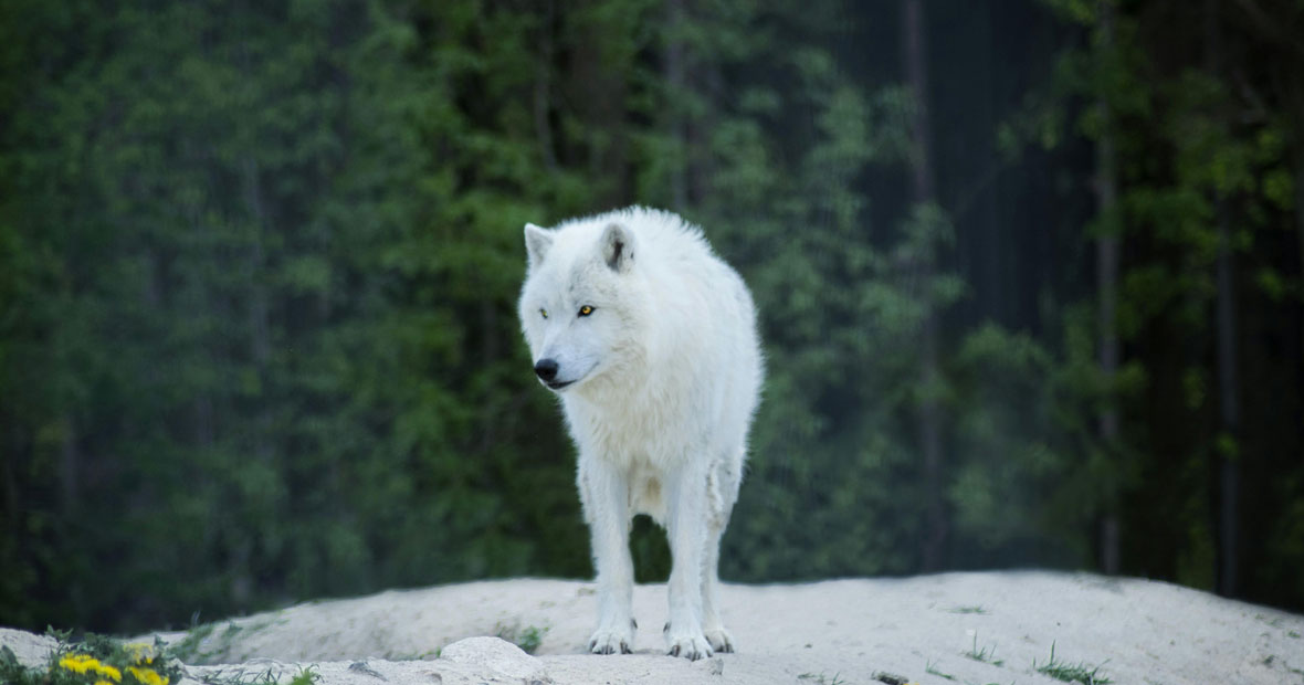 Loup arctique